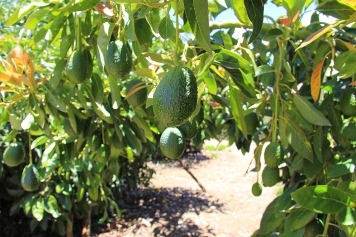 Cultivos de Palta